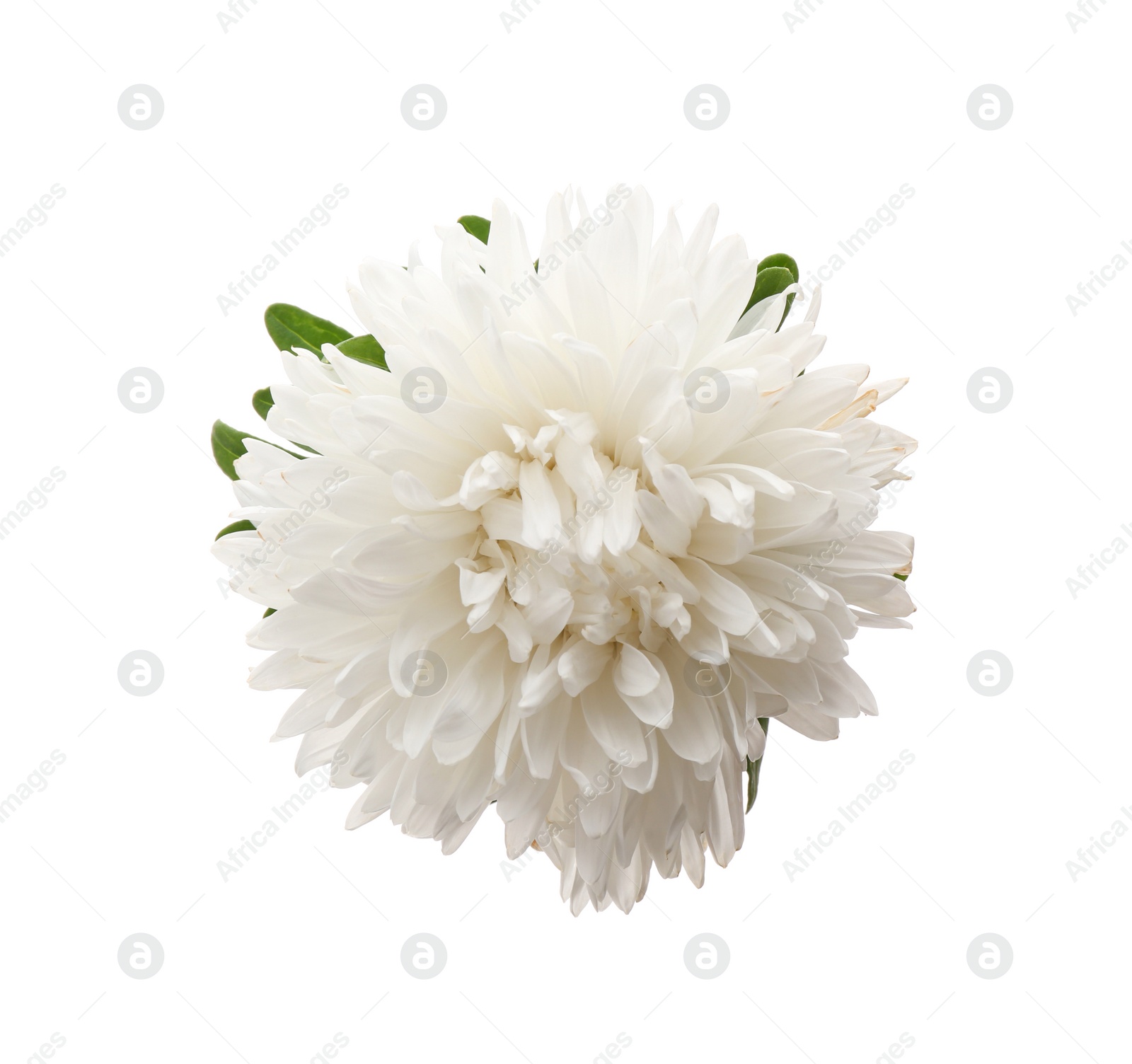 Photo of Beautiful aster isolated on white, top view. Autumn flower