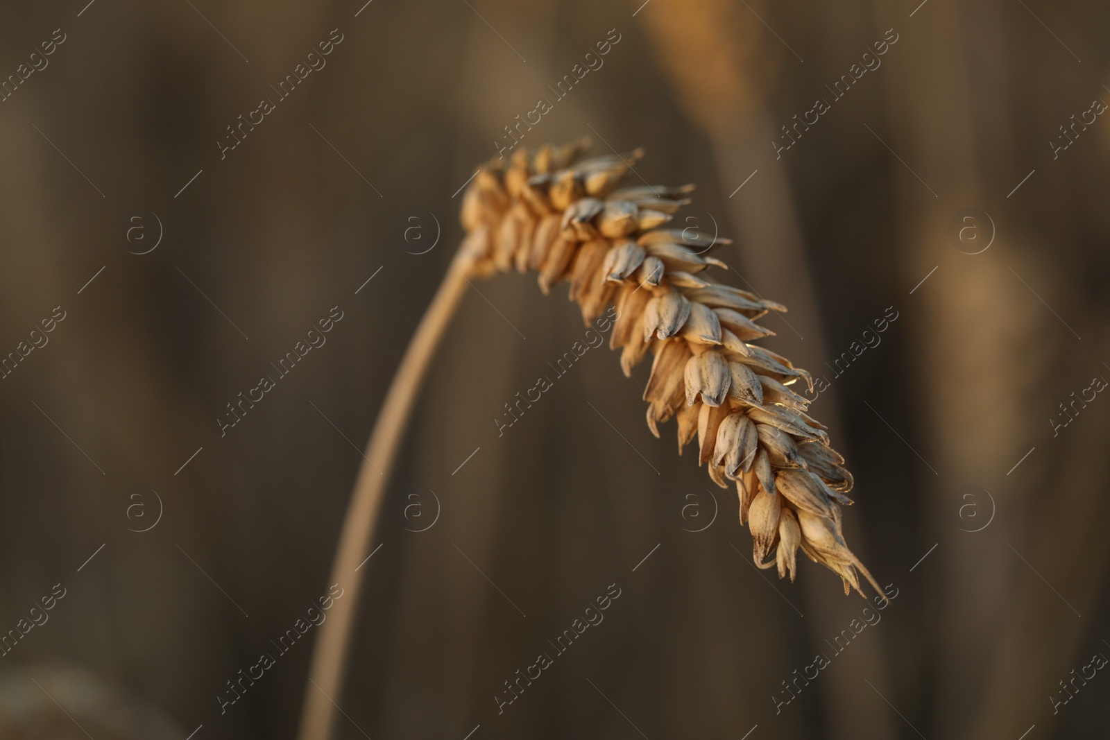 Photo of Ear of wheat in agricultural field on sunny day, closeup. Space for text