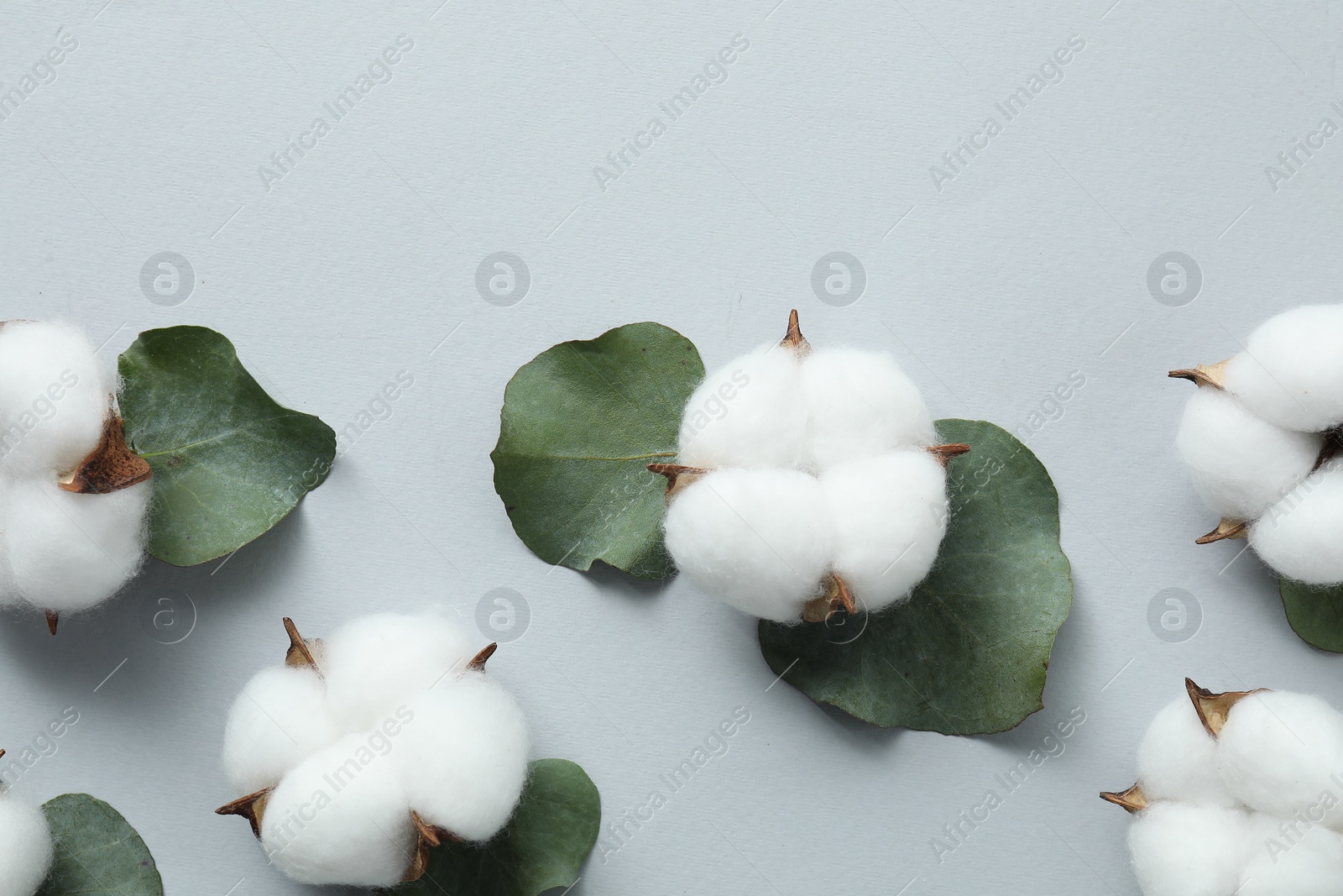 Photo of Cotton flowers and eucalyptus leaves on light grey background, flat lay