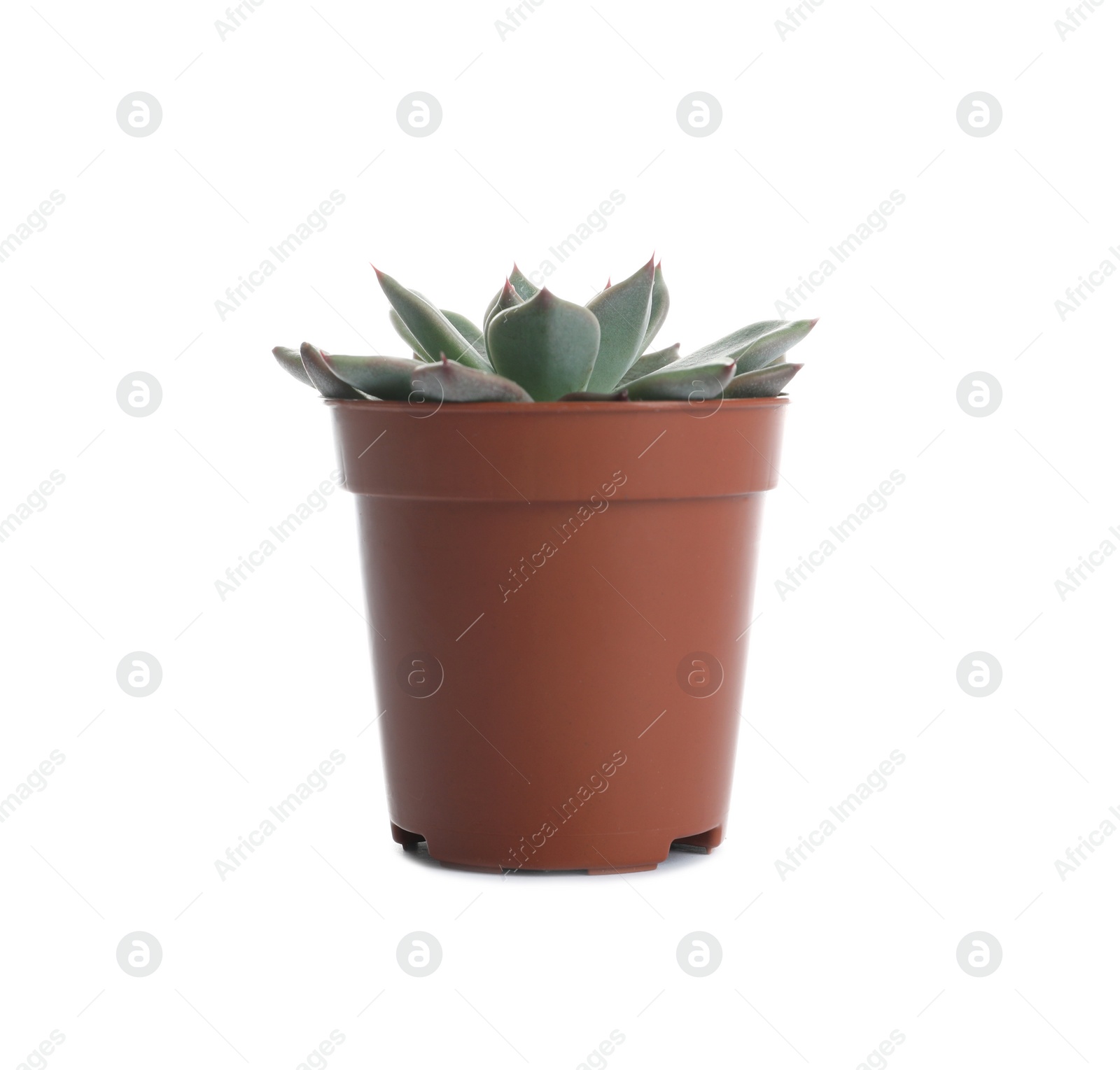 Photo of Succulent plant in flowerpot isolated on white. Home decor