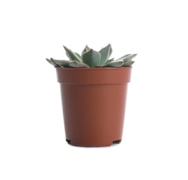 Photo of Succulent plant in flowerpot isolated on white. Home decor