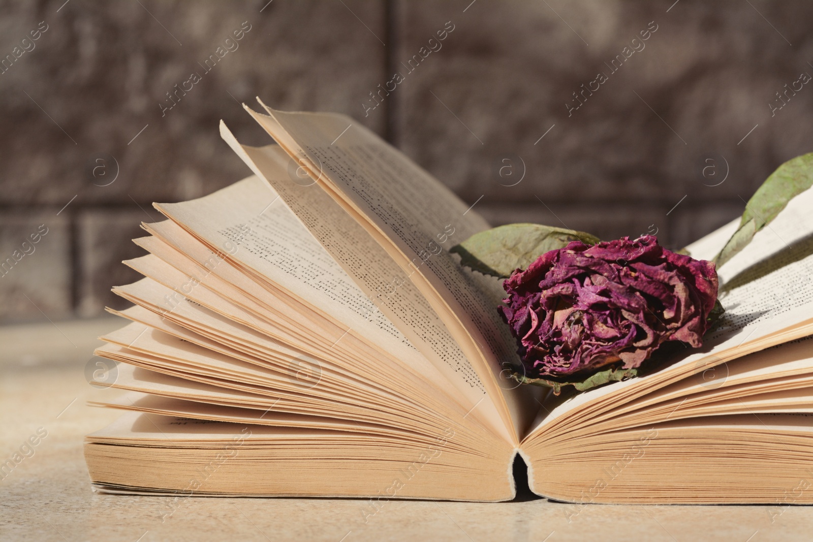 Photo of Book with beautiful dried flower on light table, closeup