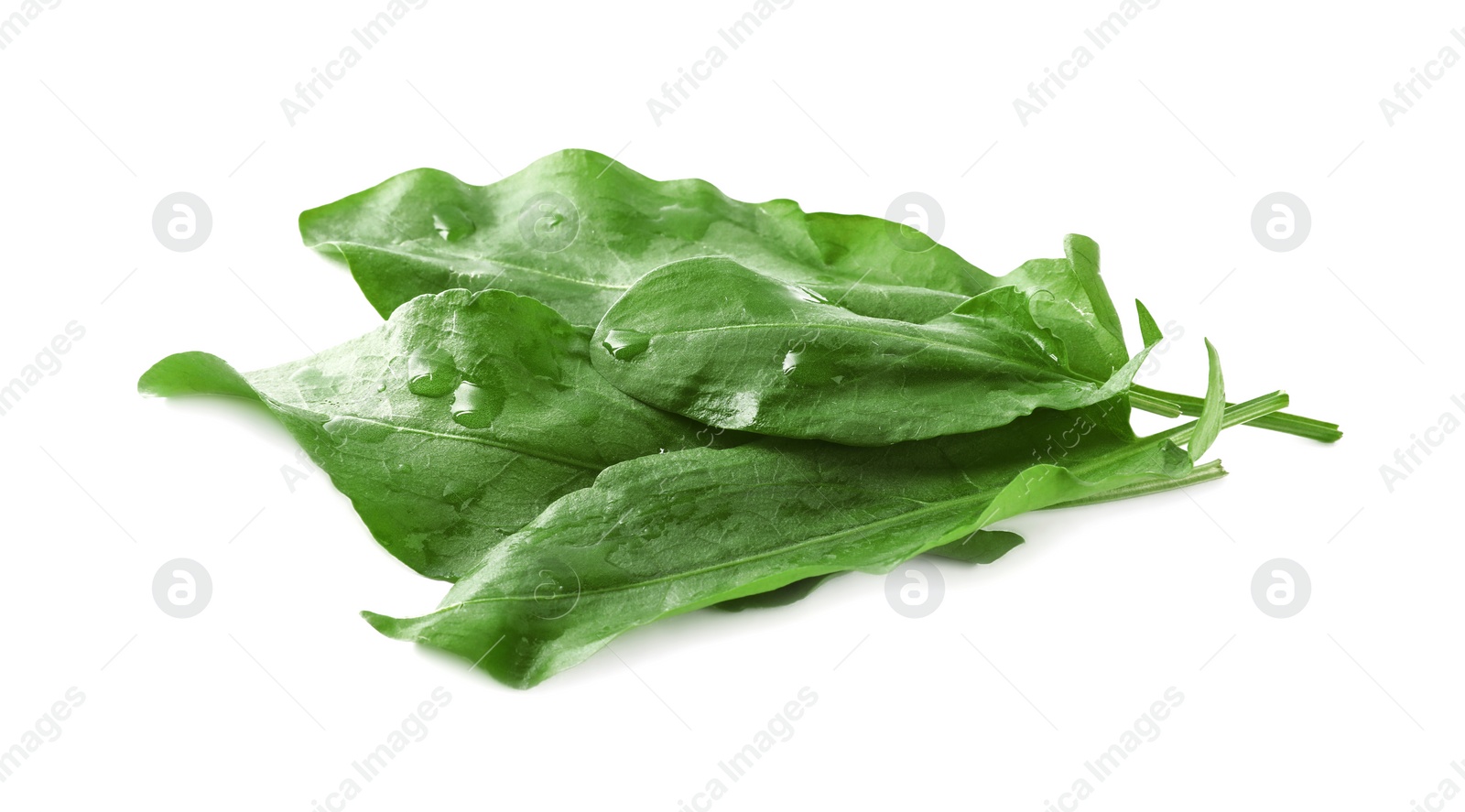 Photo of Bunch of fresh green sorrel leaves on white background, above view