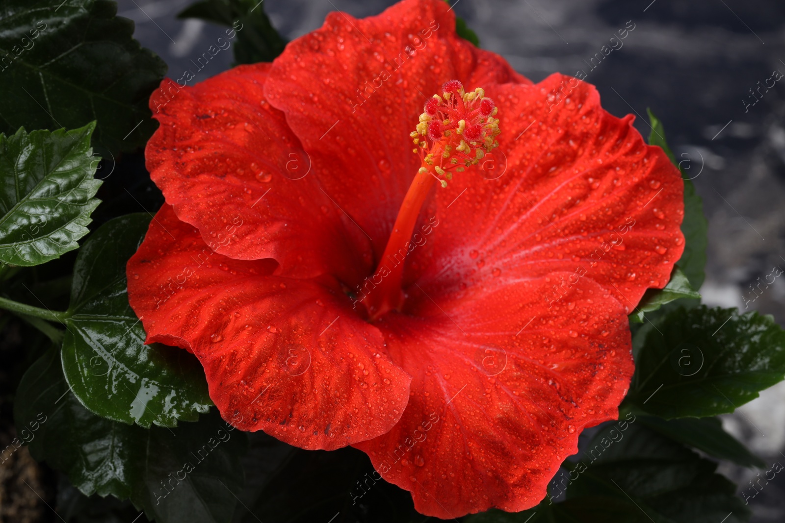 Photo of Beautiful red hibiscus flower with water drops and green leaves against blurred background, closeup