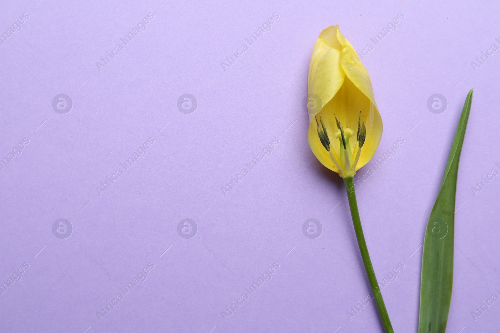 Photo of Yellow tulip on violet background, top view and space for text. Menopause concept