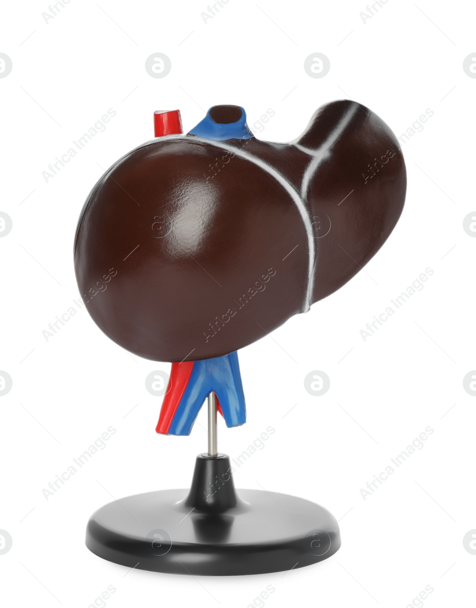 Photo of Plastic model of liver on white background