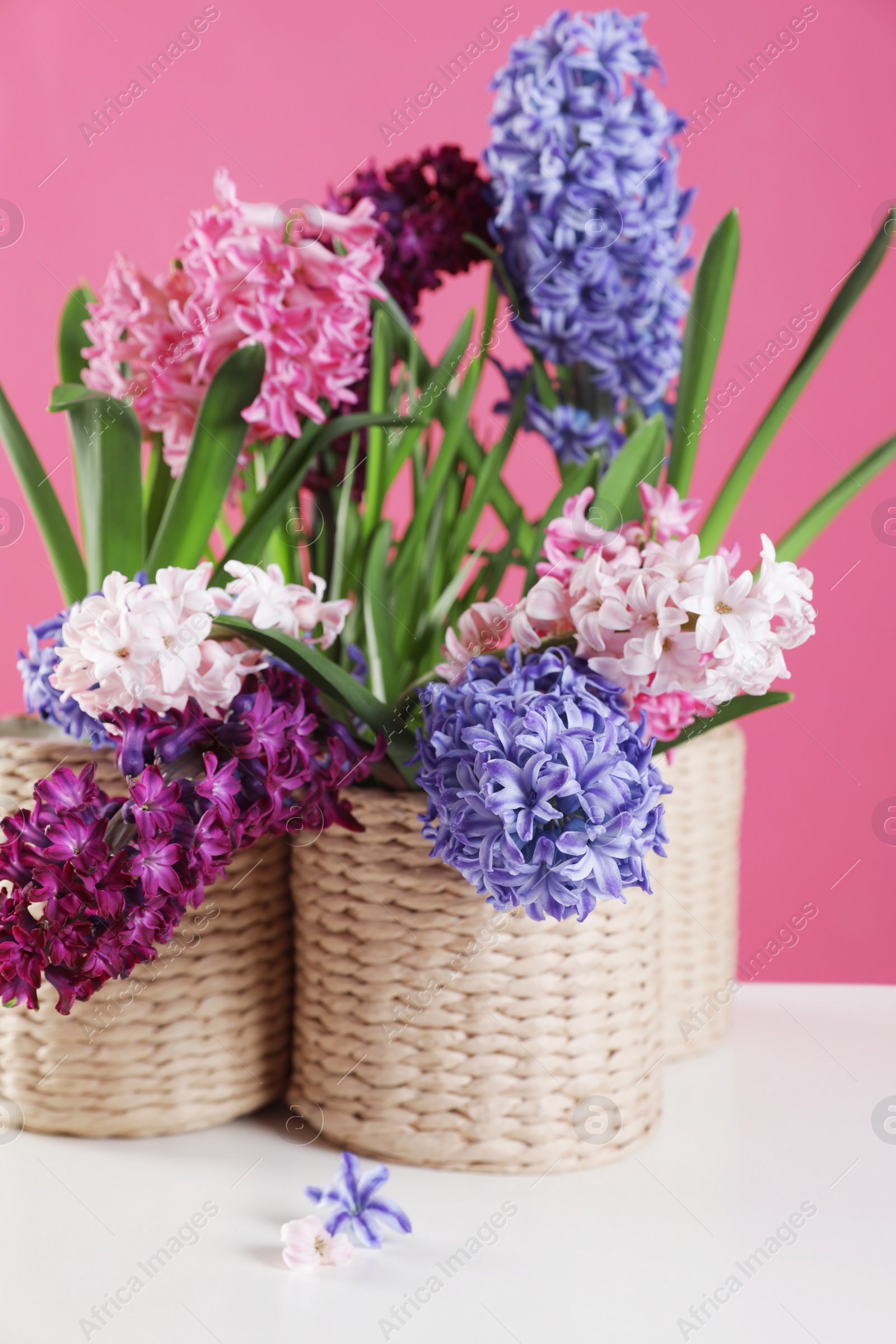 Photo of Beautiful hyacinths in wicker pots on table against color background. Spring flowers