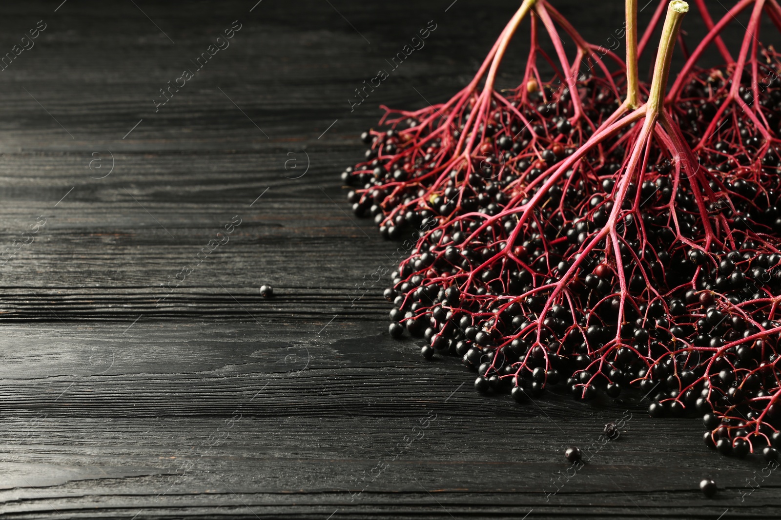 Photo of Bunches of ripe elderberries on black wooden table, space for text