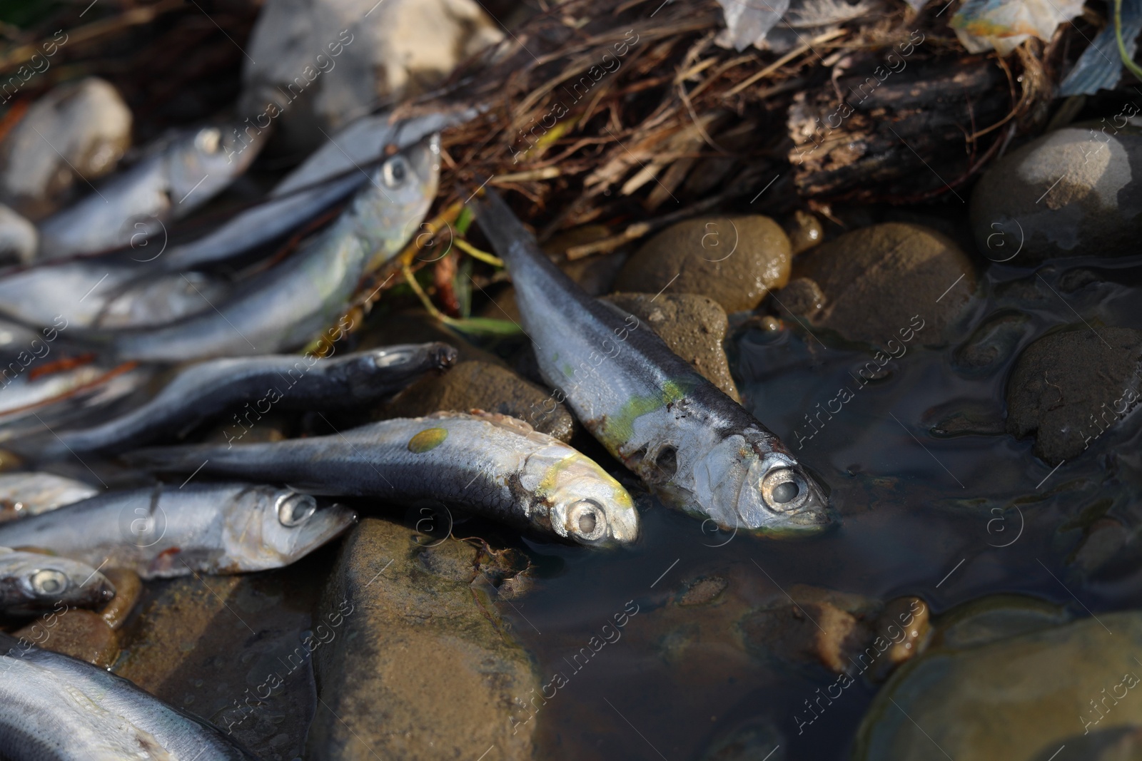 Photo of Dead fishes on stones near river, closeup. Environmental pollution concept