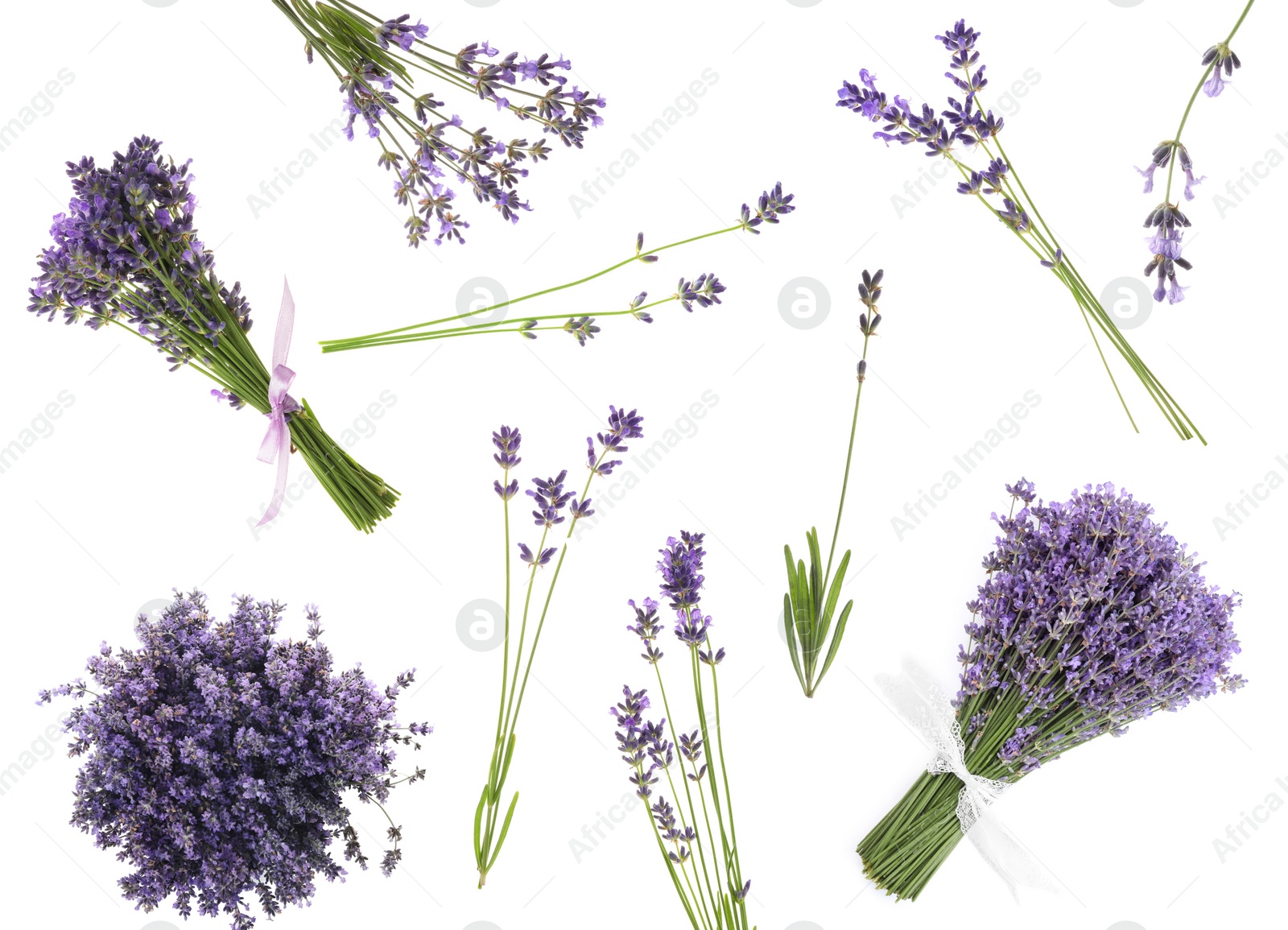 Image of Set of lavender flowers on white background