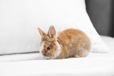 Cute fluffy pet rabbit on comfortable bed