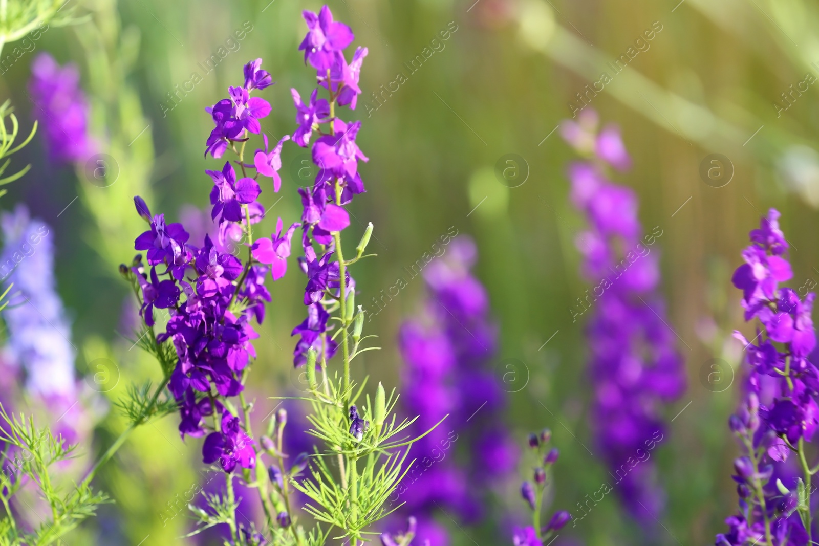 Photo of Beautiful wild flowers outdoors on sunny day, closeup with space for text. Amazing nature in summer