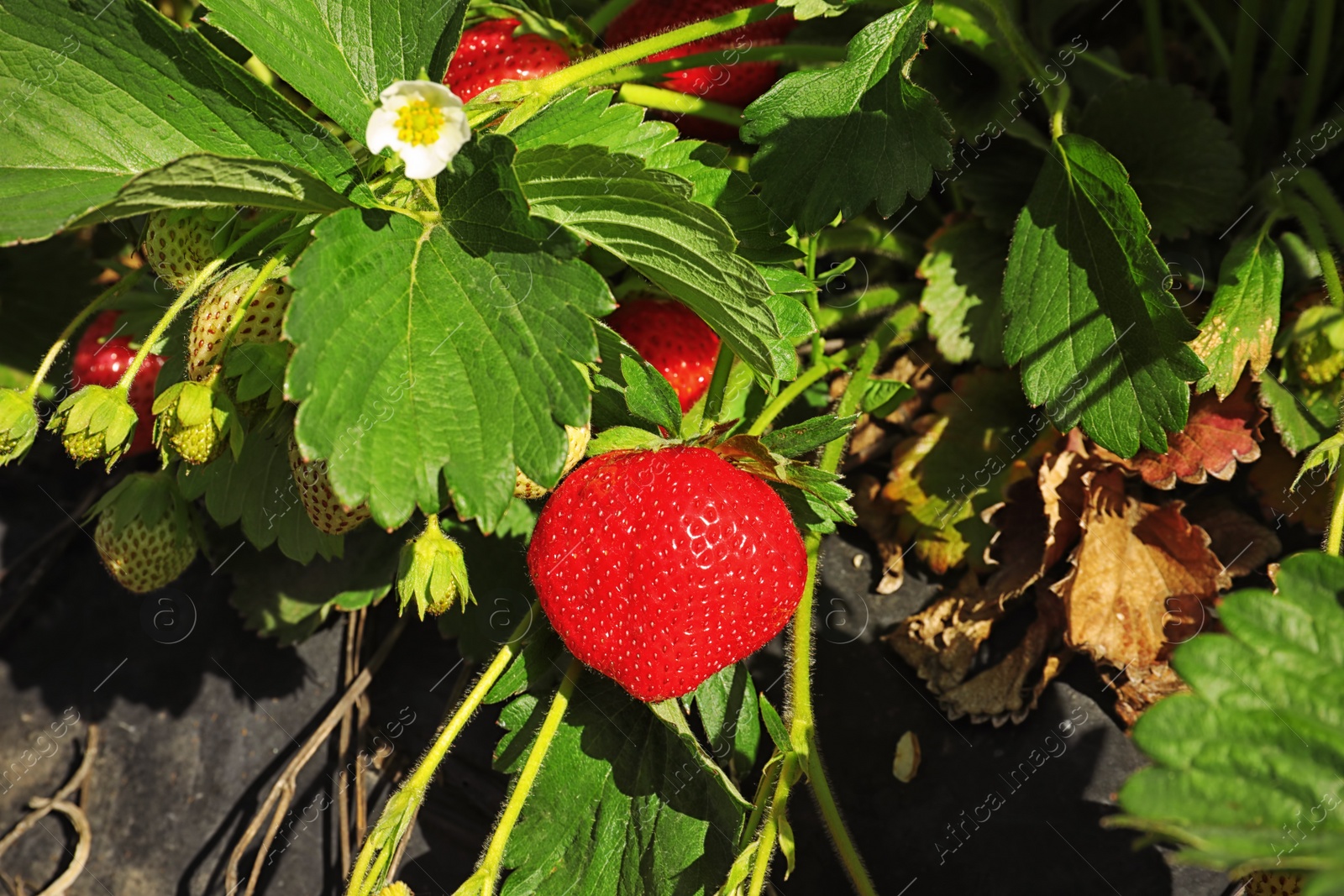 Photo of Bush with ripe strawberries in garden on sunny day