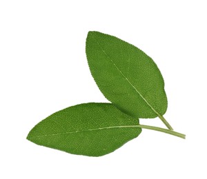 Photo of Fresh sage leaves on white background, top view