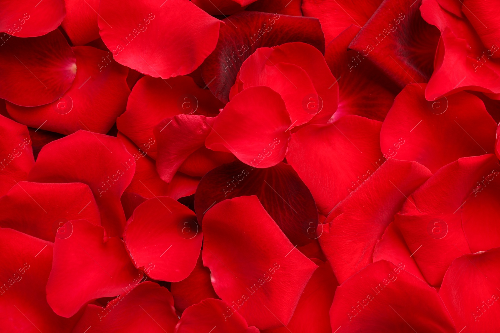 Photo of Closeup of many red rose petals as background, top view