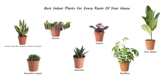 Image of Set of best house plants on white background. Banner design