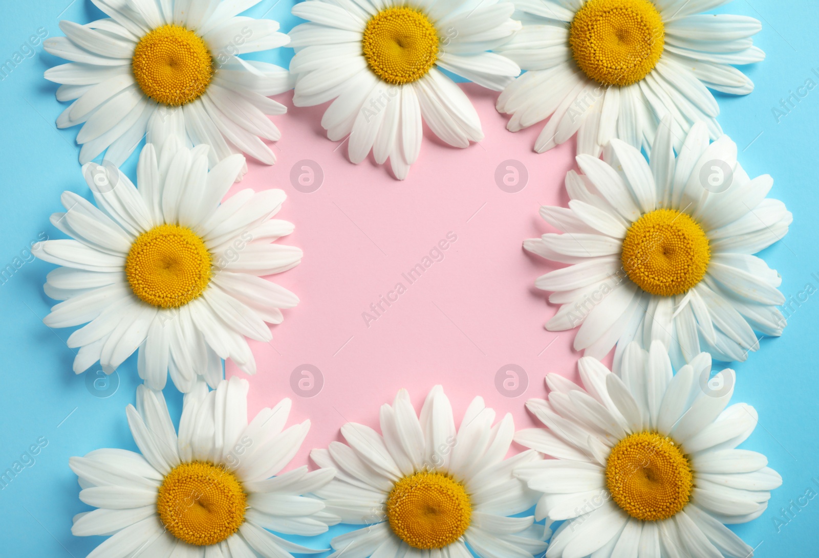 Photo of Flat lay composition with beautiful chamomile flowers and blank card on blue background, space for text