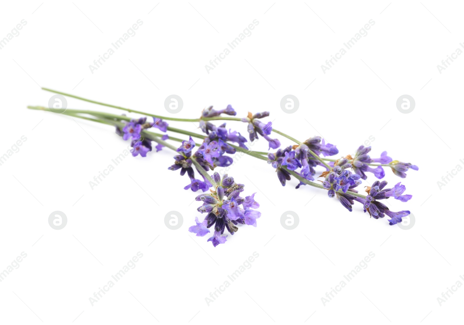 Photo of Beautiful blooming lavender flowers on white background