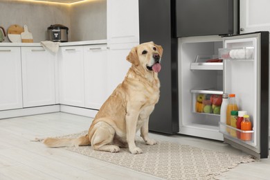 Photo of Cute Labrador Retriever near open refrigerator in kitchen
