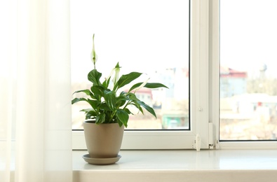 Beautiful Peace lily plant in pot on windowsill at home, space for text