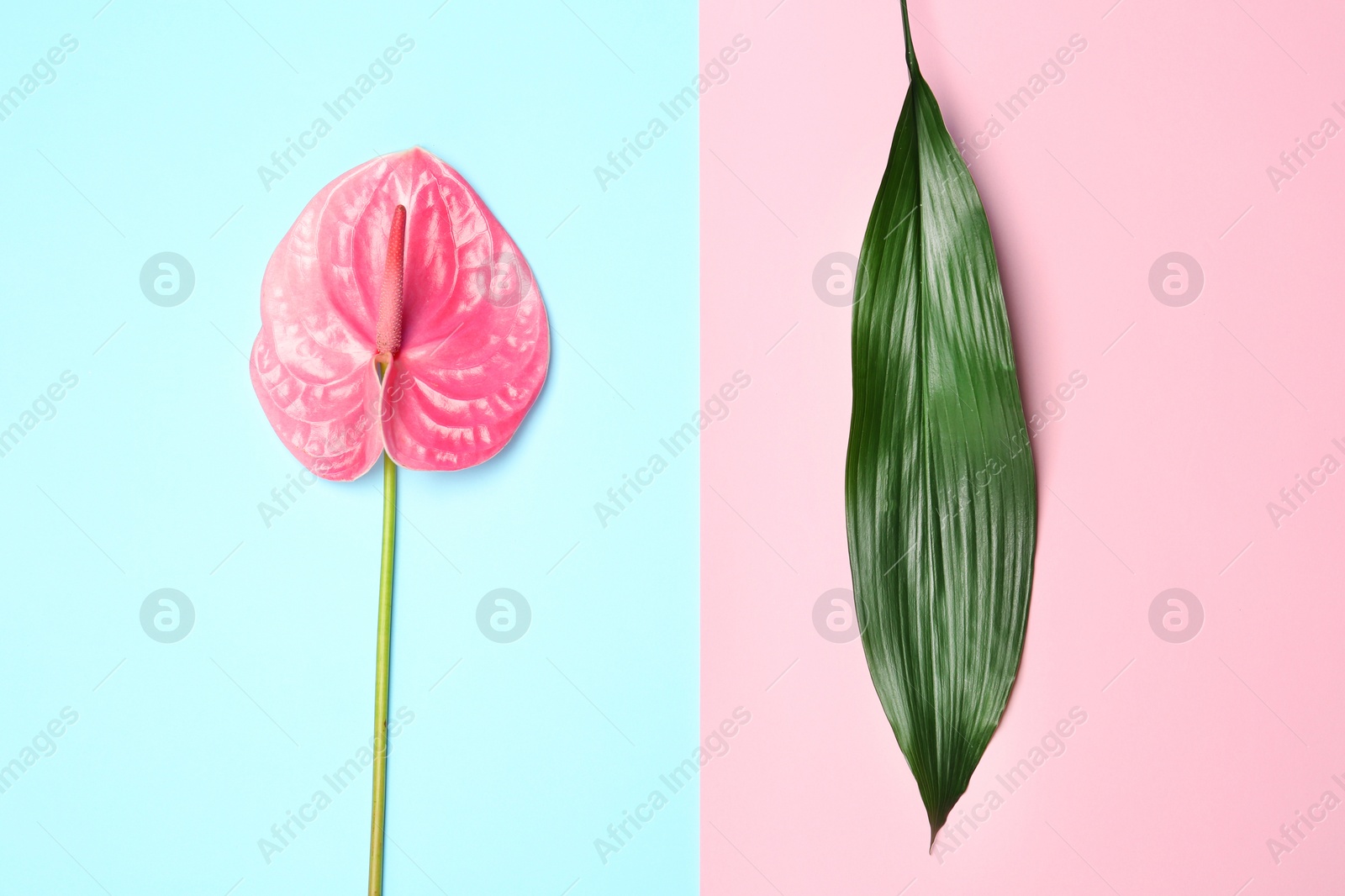 Photo of Creative composition with anthurium flower and tropical leaf on color background, flat lay