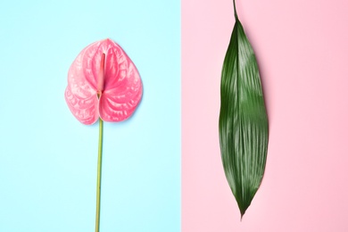 Photo of Creative composition with anthurium flower and tropical leaf on color background, flat lay