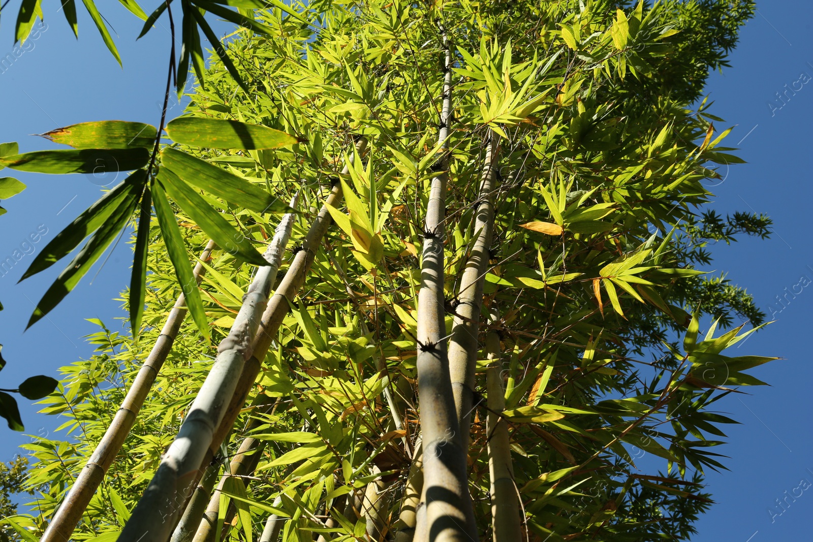Photo of Many bamboo stalks against blue sky, low angle view