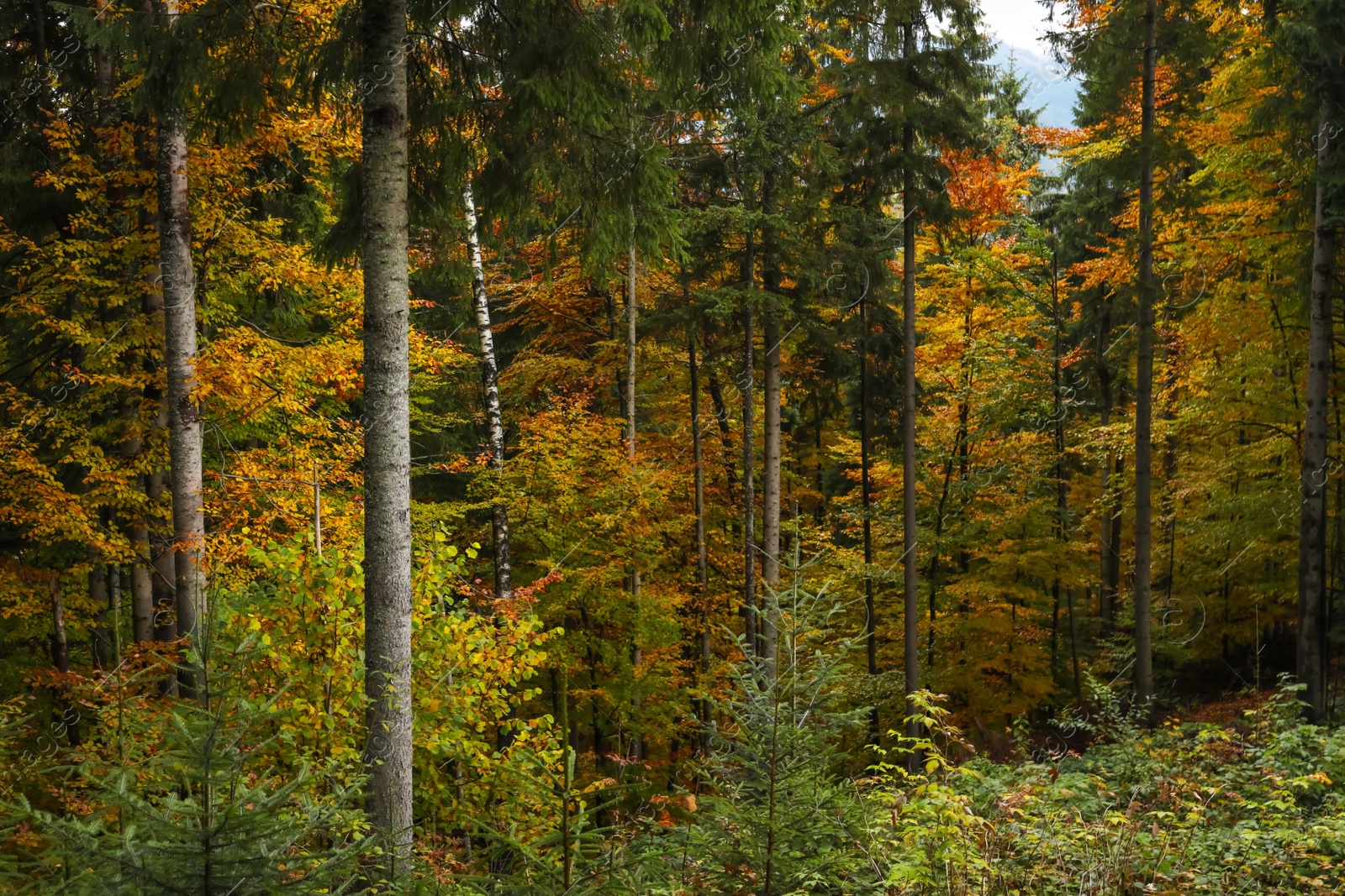 Photo of Beautiful view of trees with color leaves in autumn