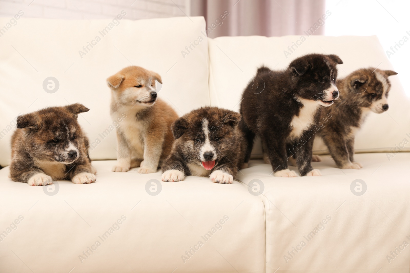 Photo of Cute Akita inu puppies on sofa indoors. Friendly dogs