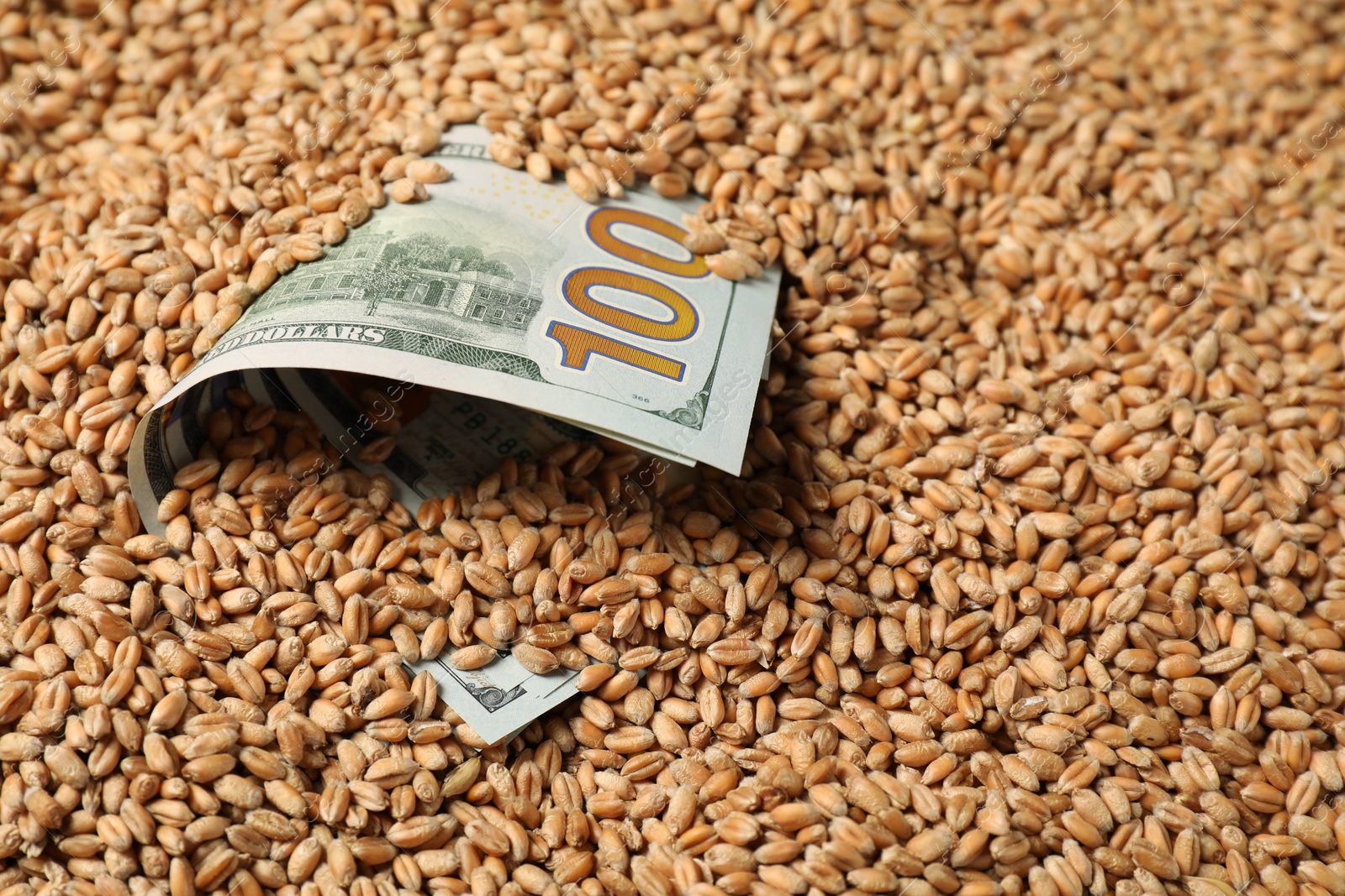 Photo of Dollar banknote in wheat grains, closeup. Agricultural business