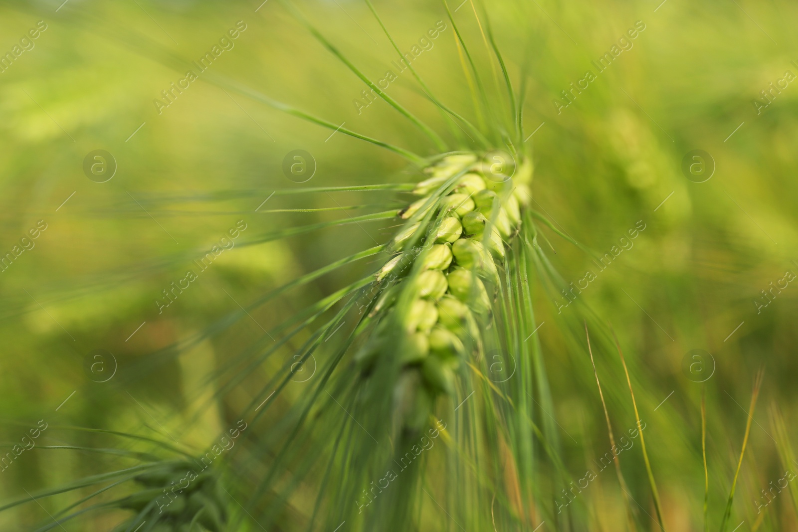 Photo of Wheat field on sunny day, closeup. Amazing nature in summer