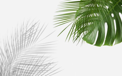 Image of Tropical leaves and shadows on white background