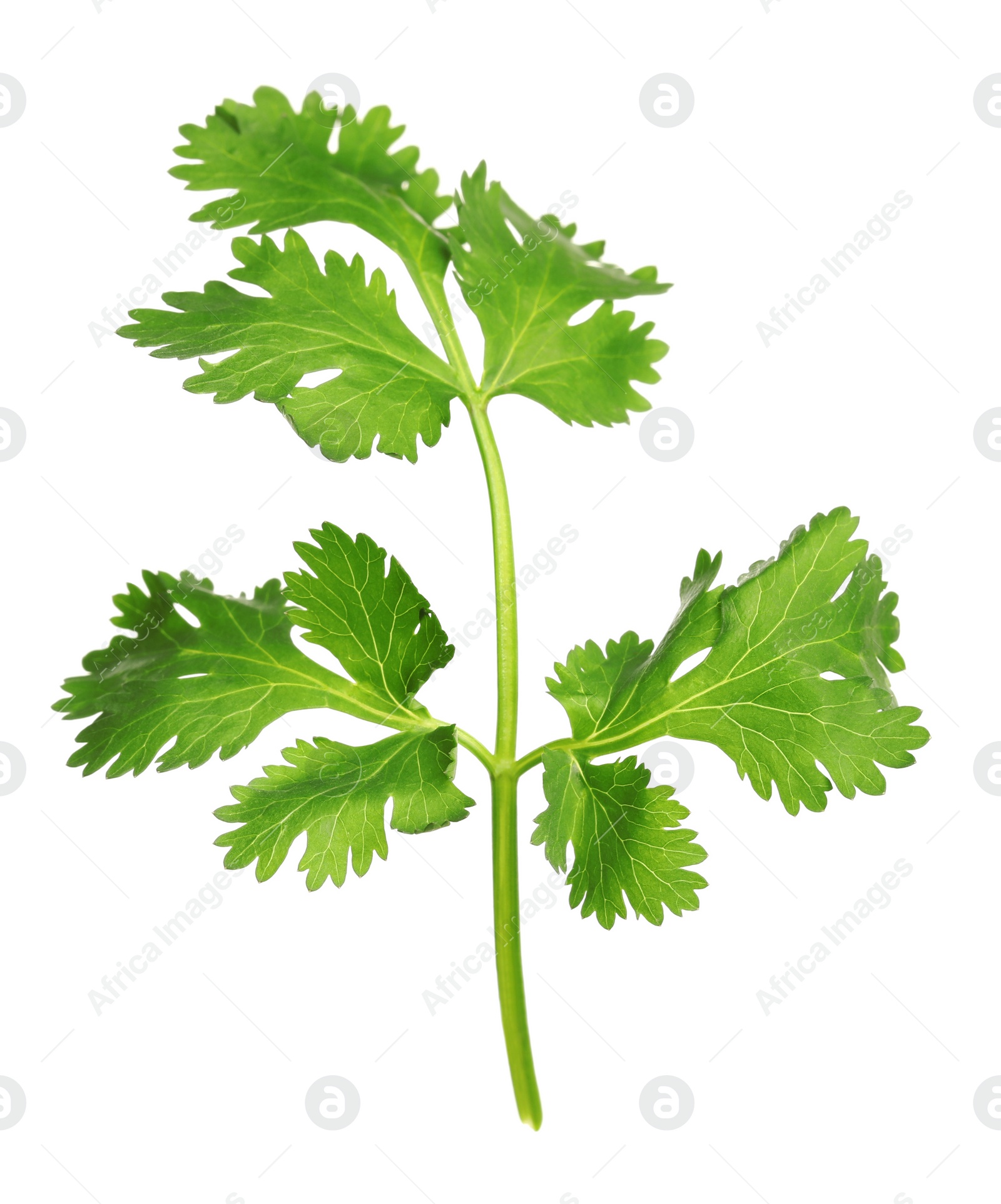 Photo of Fresh green coriander leaves isolated on white