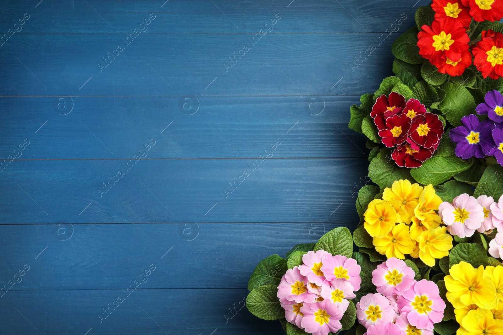 Photo of Beautiful primula (primrose) flowers on blue wooden table, flat lay with space for text. Spring blossom