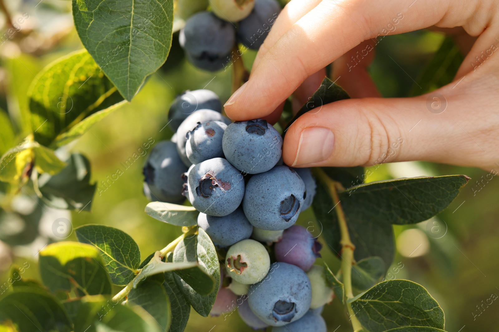 Photo of Woman picking up wild blueberries outdoors, closeup. Seasonal berries