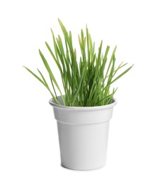 Photo of Fresh wheat grass in pot isolated on white