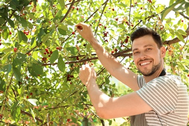 Photo of Man picking cherries in garden on sunny day