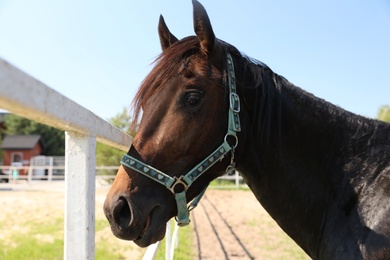 Photo of Dark bay horse in paddock on sunny day. Beautiful pet