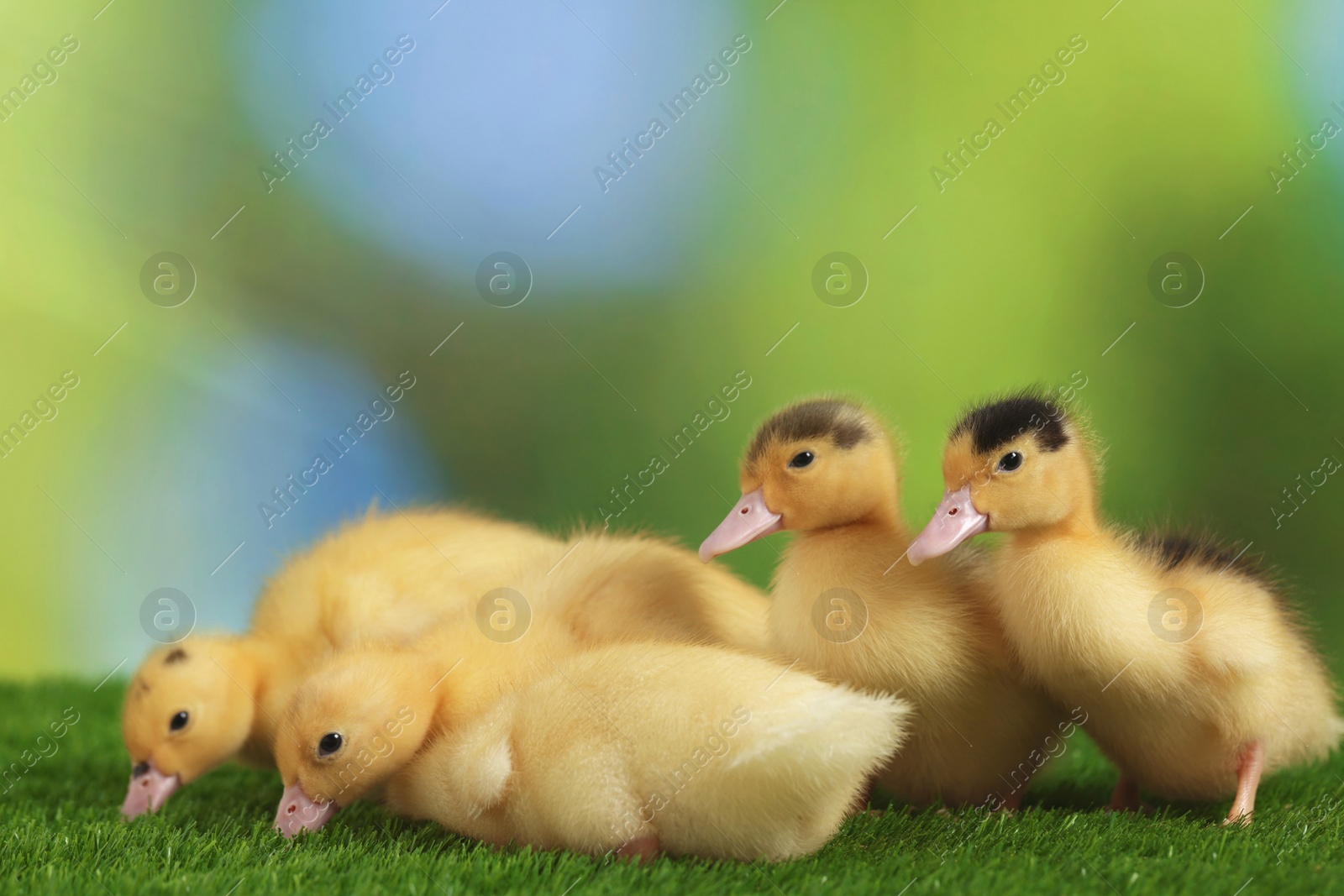 Photo of Cute fluffy ducklings on artificial grass against blurred background, closeup. Baby animals