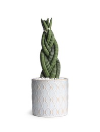 Photo of Sansevieria in pot isolated on white. House plant