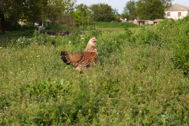 Photo of Chicken in green grass outdoors. Rural life