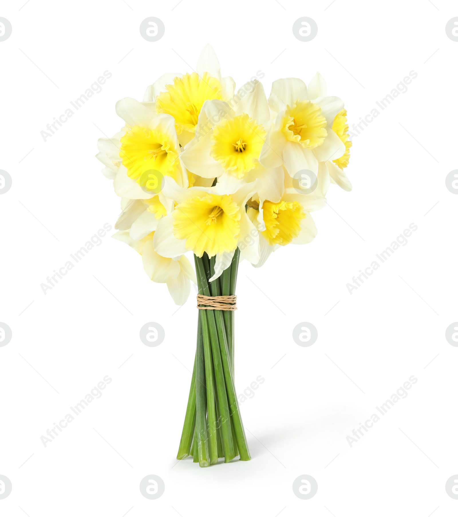 Photo of Bouquet of daffodils on white background. Fresh spring flowers