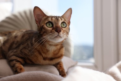 Photo of Cute Bengal cat lying on windowsill at home, space for text. Adorable pet