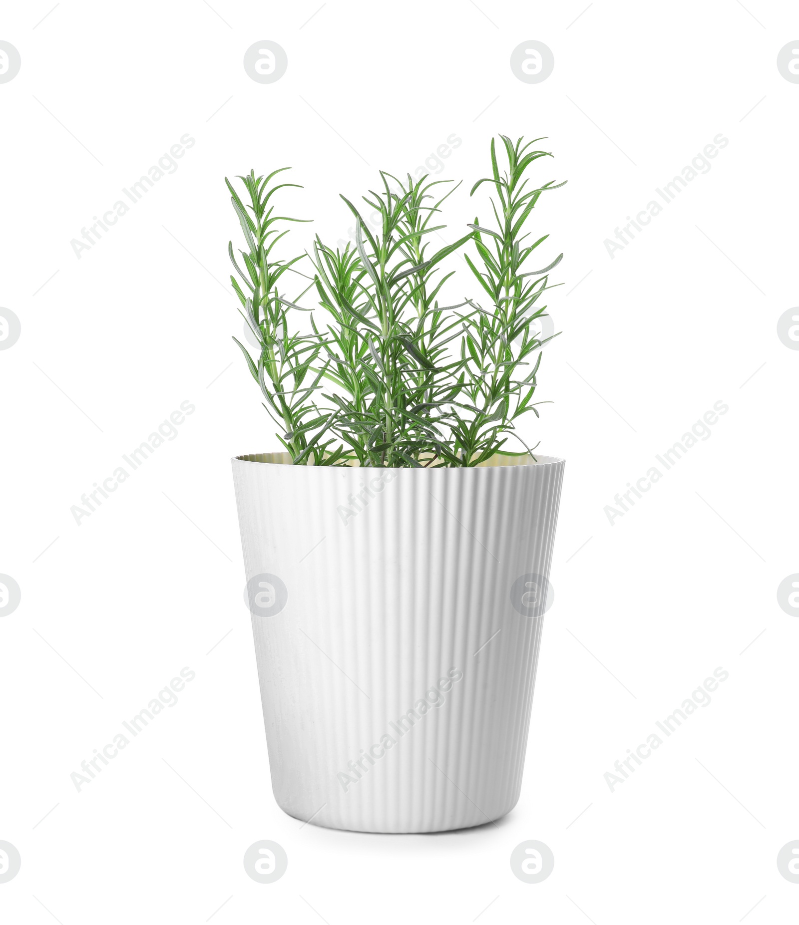 Photo of Aromatic green potted rosemary on white background