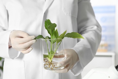 Photo of Lab assistant holding plant in beaker indoors, closeup with space for text. Biological chemistry