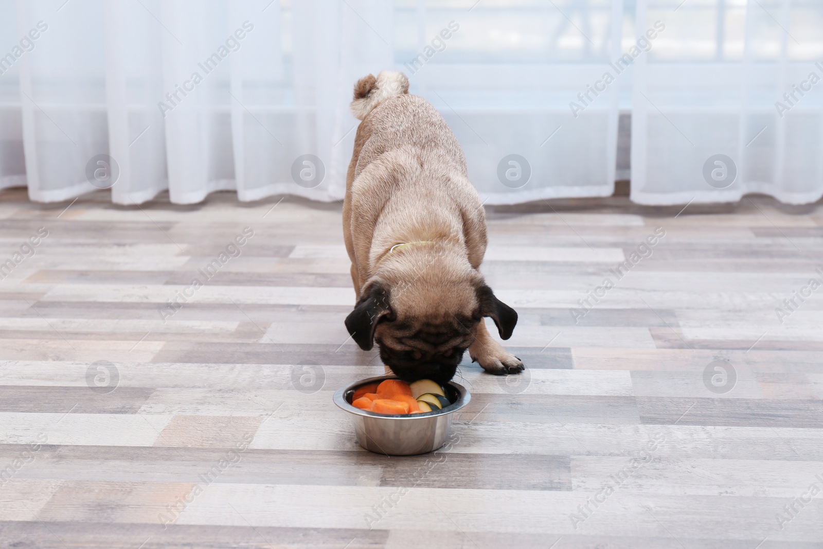 Photo of Cute little pug eating organic food from bowl at home