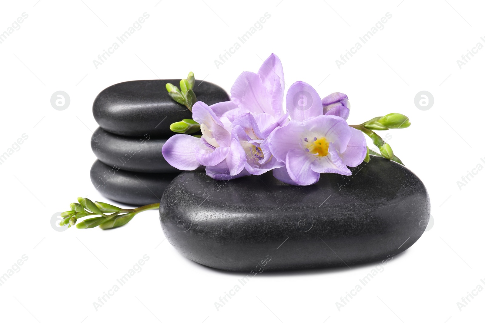 Photo of Beautiful violet freesia flowers and stones isolated on white