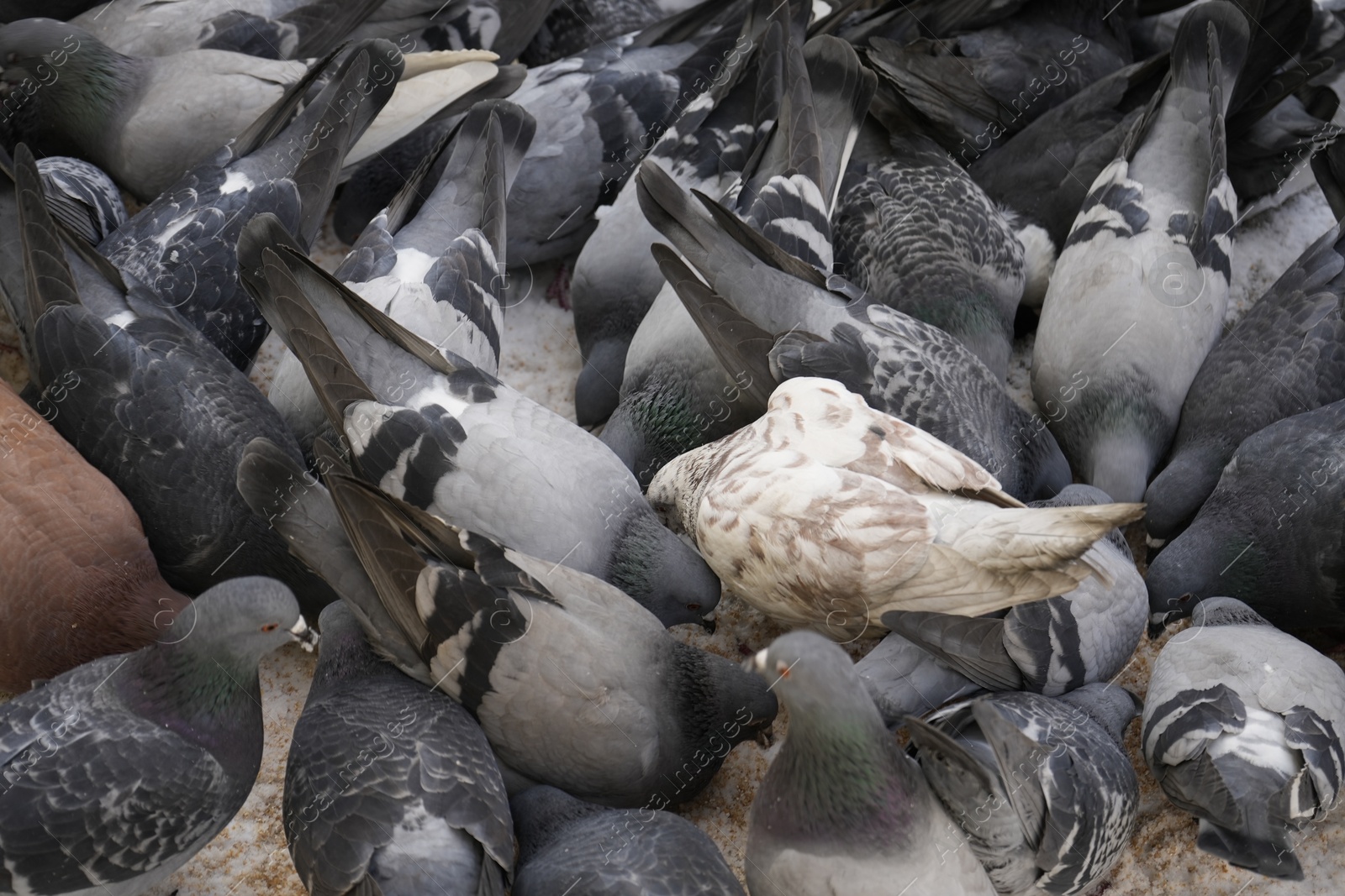 Photo of Flock of doves feeding on city street