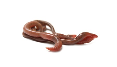 Photo of Many earthworms on white background. Terrestrial invertebrates