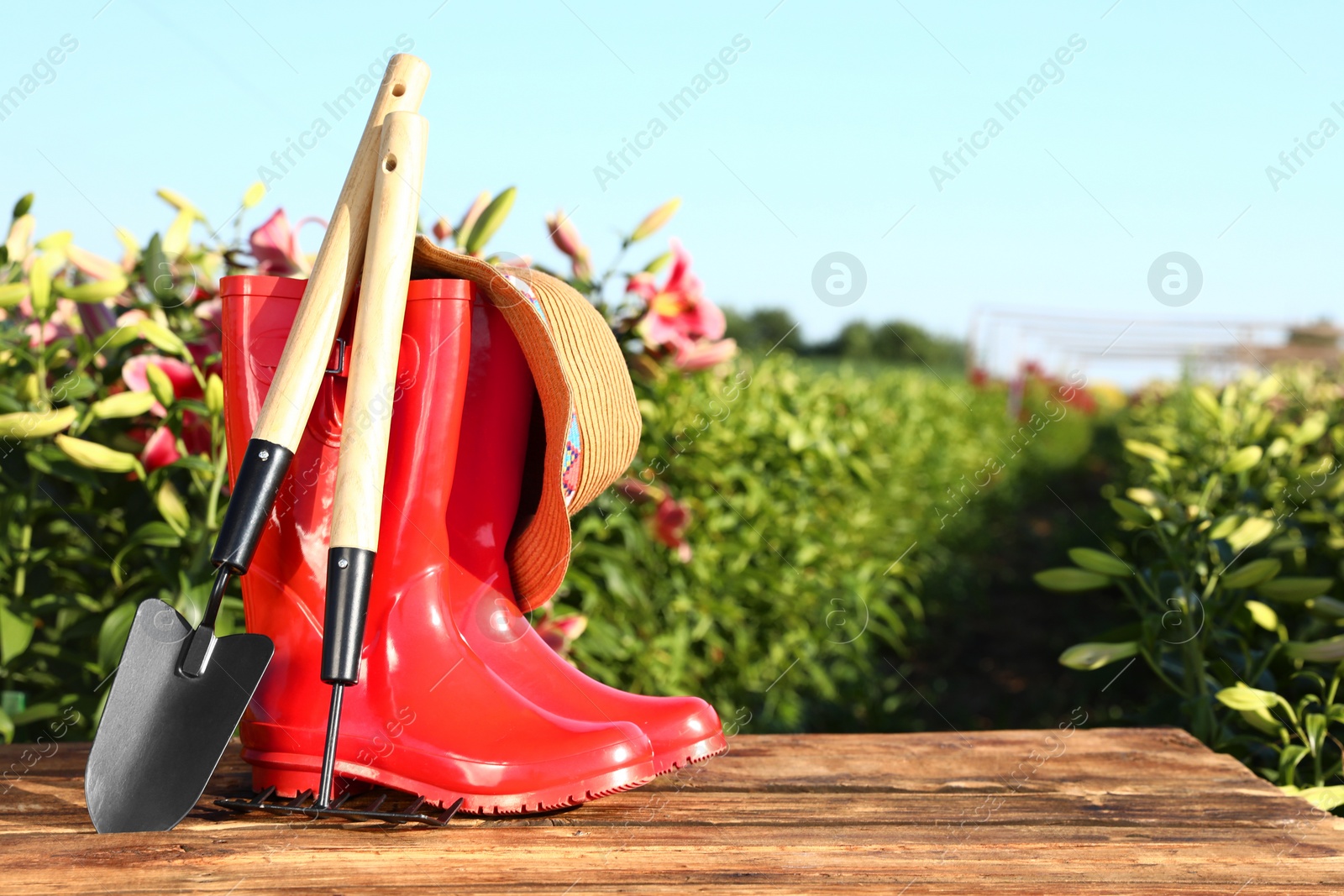 Photo of Rubber boots and gardening tools on wooden table at lily field